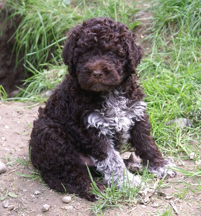 Infoseite Lagotto